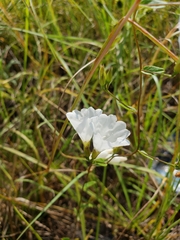 Stylisma humistrata