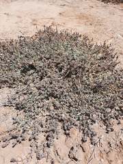 Atriplex coulteri