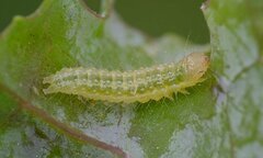 Evergestis forficalis