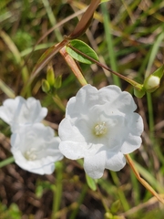 Stylisma humistrata