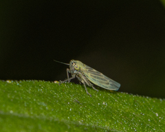 Macrosteles quadrilineatus