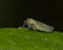 Macrosteles quadrilineatus