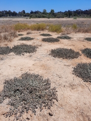 Atriplex coulteri
