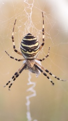 Argiope bruennichi