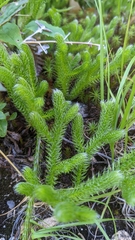 Lycopodium lagopus