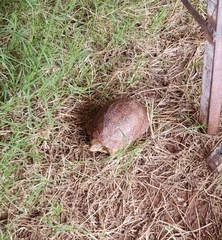 Terrapene nelsoni klauberi