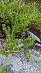 Lycopodium lagopus