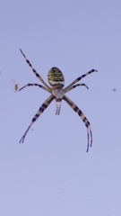 Argiope bruennichi