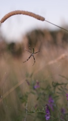Argiope bruennichi