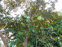 Chrysophyllum cainito