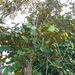 Caimito