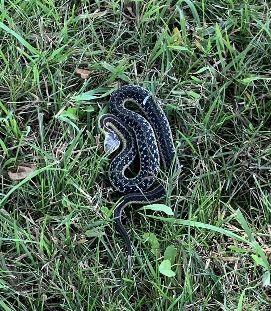 Common Garter Snake from US-20A, Honeoye, NY, US on August 02, 2022 at ...