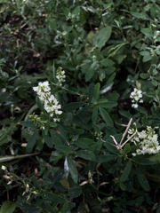 Melilotus albus