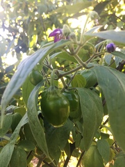Capsicum pubescens