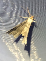 Scotopteryx moeniata