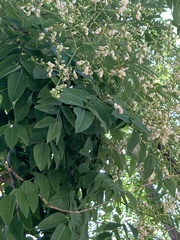 Styphnolobium