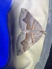Scotopteryx moeniata