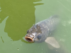Cyprinus carpio