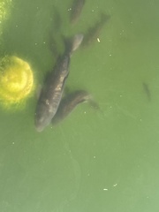 Cyprinus carpio