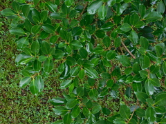 Ficus pallida