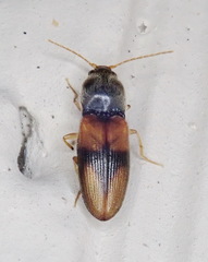 Horistonotus curiatus