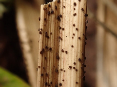 Trichopezizella nidulus