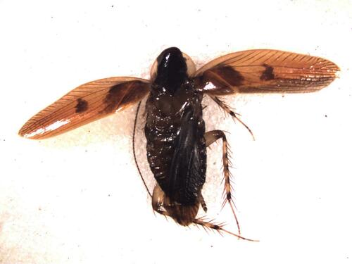 Anaplecta pulchella · NaturaLista Mexico