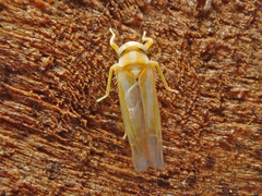Alebra coryli