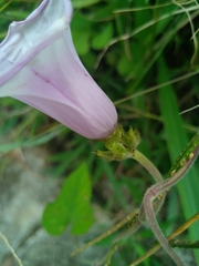 Ipomoea batatas