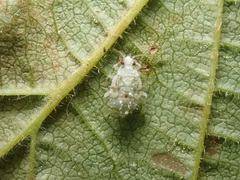 Deraeocoris lutescens
