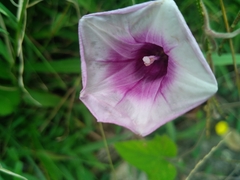 Ipomoea batatas