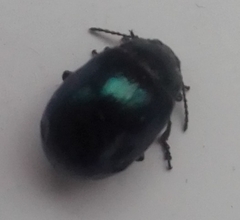 Phaedon armoraciae