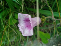 Ipomoea batatas