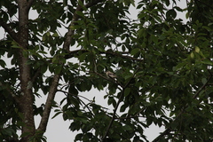 Lanius excubitor