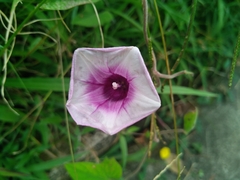 Ipomoea batatas