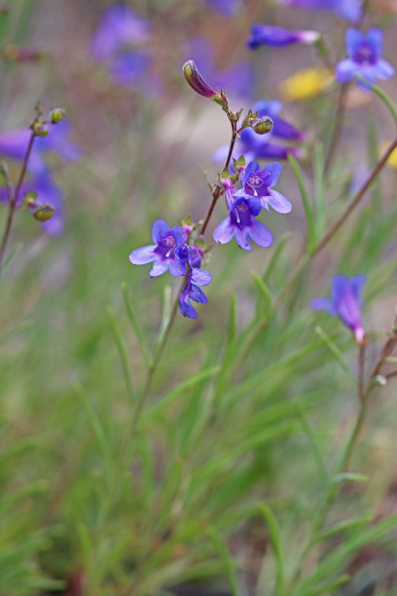 Penstemon roezlii