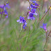 Roezl's Penstemon - Photo (c) Andrey Zharkikh, some rights reserved (CC BY-NC), uploaded by Andrey Zharkikh