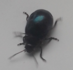 Phaedon armoraciae