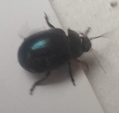 Phaedon armoraciae