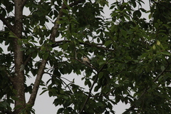Lanius excubitor