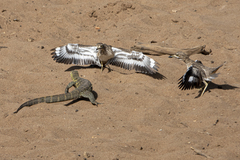 Water Thick-Knee photo 4