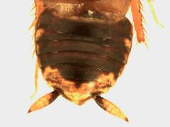 Anisopygia decora