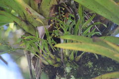 Prosthechea ochracea