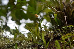 Epidendrum eustirum