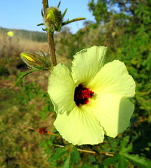 Hibiscus diversifolius diversifolius