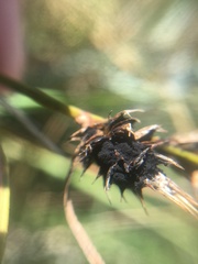 Anthracoidea arenariae