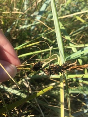 Anthracoidea arenariae