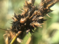 Anthracoidea arenariae