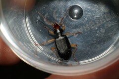 Nebria picicornis