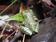 Plectrohyla